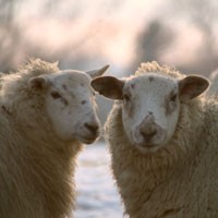 Shear brain power - sheep smarter than previously believed
