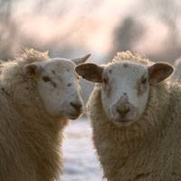 Shear brain power - sheep smarter than previously believed