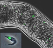 It seems that meiosis in trypanosomes has eluded observers because it occurs hid