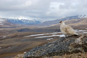 Male Svalbard rock ptarmigans are champion runners