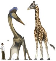 Pterosaurs were the first flying animals ? they appeared on Earth 50 million yea