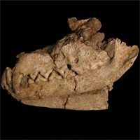 Was the fox prehistoric man&rsquo;s best friend?