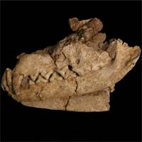 Was the fox prehistoric man's best friend?