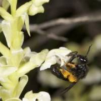 Wealth of orchid varieties is down to busy bees and helpful fungi, says study
