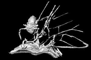 The CT scan of the springtail on  the back of the mayfly