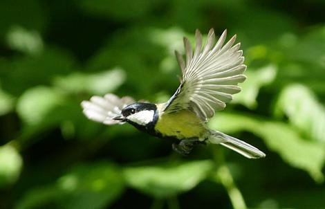 Great tit study shows brainy isn&rsquo;t always best