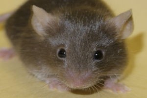 A mouse used in the study