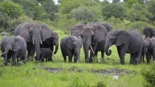Elephants at Kruger National Park, South Africa LaertesCTB from Flickr