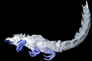 The &rsquo;spiney&rsquo; creature