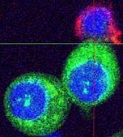 'Killer cells' and diabetes