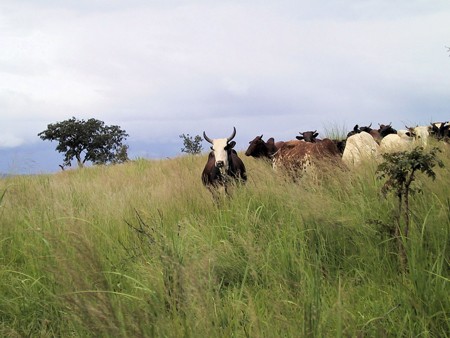 The team sequenced the genome of the Wolbachia bacteria from a closely related p