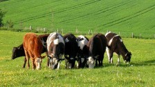 Cattle Credit: Dachalan(Flickr Creative Commons)