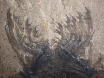 Fossil of Sanctacaris uncata, which the study suggests is a putative ancestor of