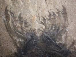 Anatomical analysis puts insects in their place