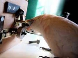 Cockatoos 'pick' puzzle box locks
