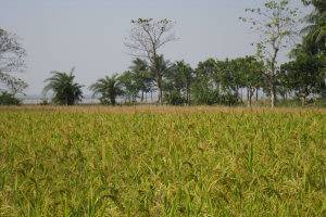 Health risks from arsenic in rice exposed