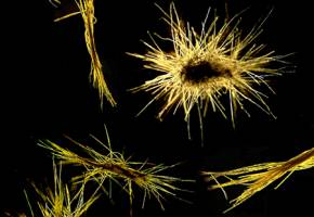 How greenhouse gases affect ocean's foodchain