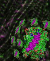 How the tiny fruit fly could help science get to the heart of human genetics