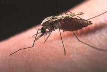 Malaria parasites carried by mosquitoes kill more than 660,000 people each year