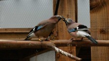 Eurasian Jay mating pair engaged in food-sharing Credit: Ljerka Ostojic