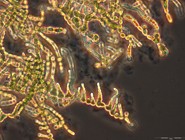 Multicellularity originated very early in cyanobacteria and likely had a strong 