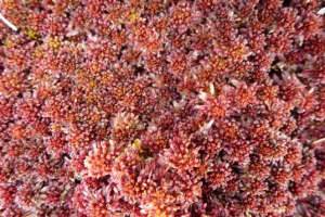 Plants can change greenhouse gas emissions after warming