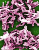 Restricting antibiotics could be key to fighting 'hospital superbug'