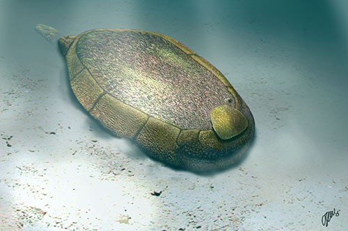 Reconstruction of Protocinctus mansillaensis in life position 
                