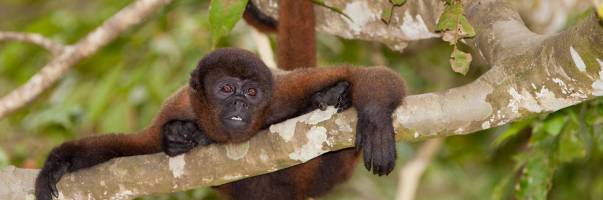 Urban taste for bushmeat poses threat to Amazonian wildlife