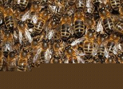 Bees in hive