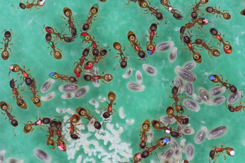 Individually paint-marked Temnothorax albipennis workers
                      