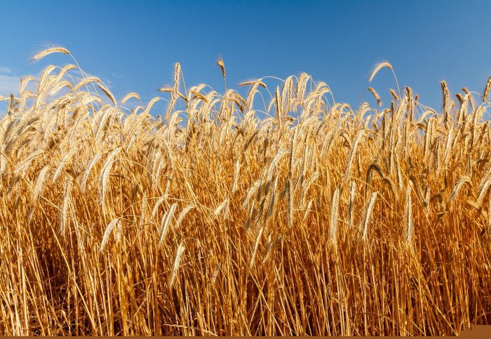 Rye grass, a type of monocot