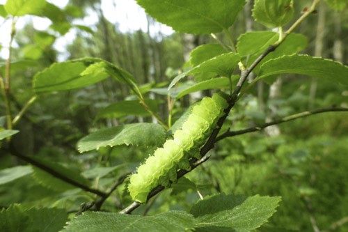 Now you see it...
                           University of St Andrews
