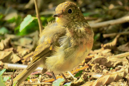 Fossils complete our view on the tree of life and can show that this robin is a 