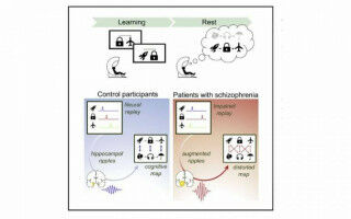 Abnormalities in how the brain reorganises prior experiences identified in schizophrenia