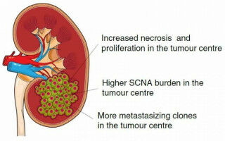 Cells from the centre of tumours most likely to spread around the body