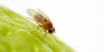 Infertility poses major threat to biodiversity during climate change