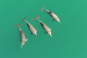 Know your ally: Cooperative male dolphins can tell who's on their team