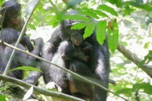 What bonobos could tell us about adoption in humans