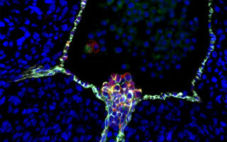 First comprehensive map of human blood stem cell development