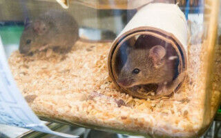 Mice choose best escape route without ever experiencing threat