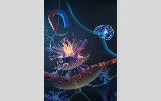 Touch sensitive brain cells controlled by micromagnets