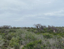 Land-cover changes and serotonin levels: News from Imperial