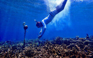 Analysis: A new AI tool to help monitor coral reef health