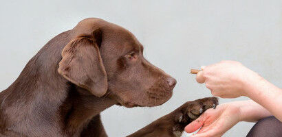 Genetic mutation in a quarter of all Labradors hard-wires them for obesity
