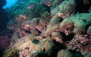 Industrial pollution leaves its mark in Mediterranean corals