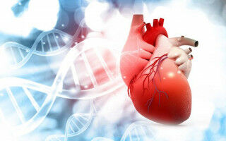 More people at risk of hereditary heart disease than thought