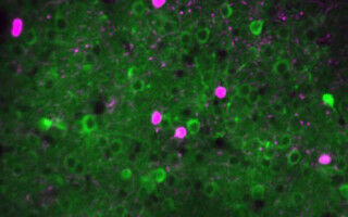 Prioritising the unexpected: new brain mechanism uncovered