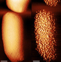 Amazing images show how antibiotics pierce bacterial armour