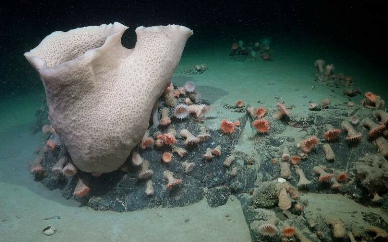 A large undersea sponge next to an assembly of sea anemones - A large sponge, a